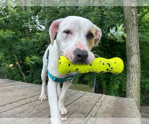 Medium Photo #6 Mutt Puppy For Sale in Elmsford, NY, USA