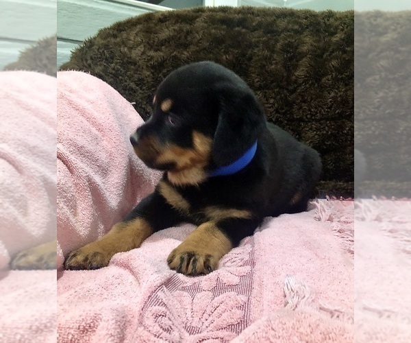 Medium Photo #18 Rottweiler Puppy For Sale in BRIGHTON, CO, USA