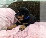 Small #17 Rottweiler