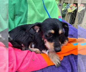 Nessarose - Female Border Terrier-Chihuahua Mix Dog for Adoption - Photo #3