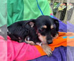 Small #2 Border Terrier-Chihuahua Mix
