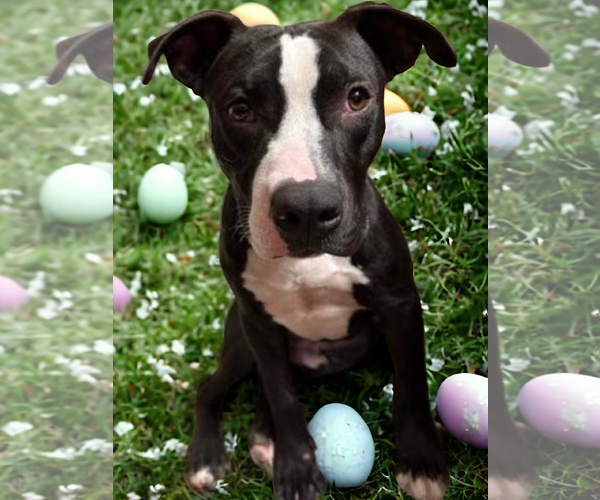 Medium Photo #14 American Pit Bull Terrier-Unknown Mix Puppy For Sale in McKinney, TX, USA