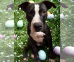 Small #13 American Pit Bull Terrier Mix