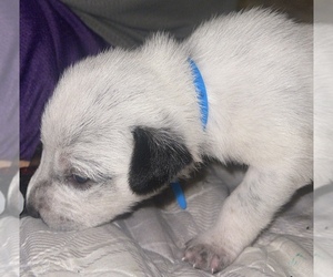 Australian Cattle Dog-Bullypit Mix Puppy for Sale in EUCHA, Oklahoma USA