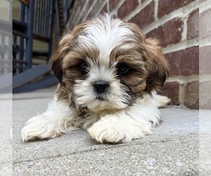 Shih Tzu Puppy for sale in INDIANAPOLIS, IN, USA