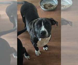 American Mastiff-American Pit Bull Terrier Mix Puppy for sale in NEW BEDFORD, MA, USA
