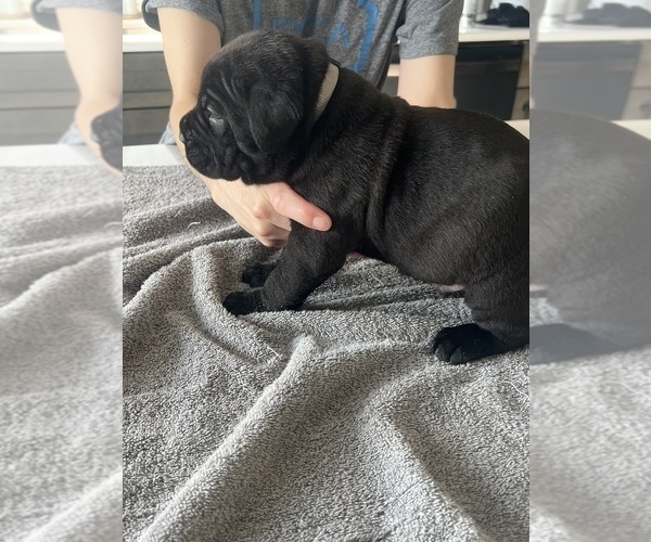 Medium Photo #22 Cane Corso Puppy For Sale in HORACE, ND, USA