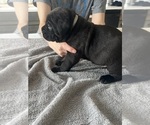 Small #21 Cane Corso