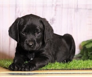 Rottle Puppy for sale in FREDERICKSBG, OH, USA