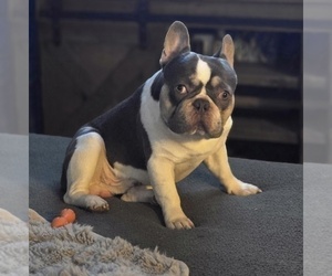 Father of the French Bulldog puppies born on 04/23/2026