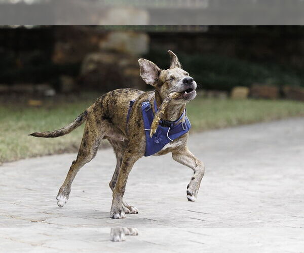 Medium Photo #4 Catahoula Leopard Dog-Dutch Shepherd  Mix Puppy For Sale in McKinney, TX, USA