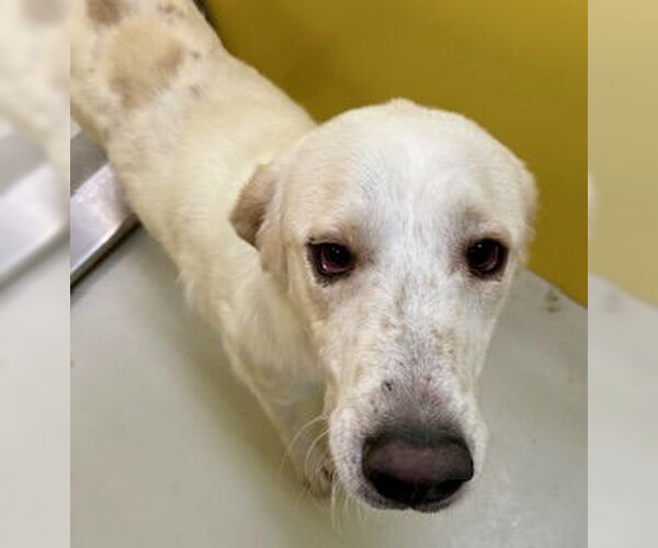 Medium Photo #2 Akbash-Great Pyrenees Mix Puppy For Sale in Pampa, TX, USA