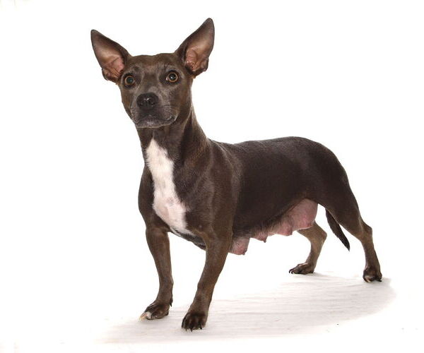 Medium Photo #3 Chiweenie Puppy For Sale in Oakland Park, FL, USA