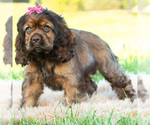 Small #3 Cocker Spaniel