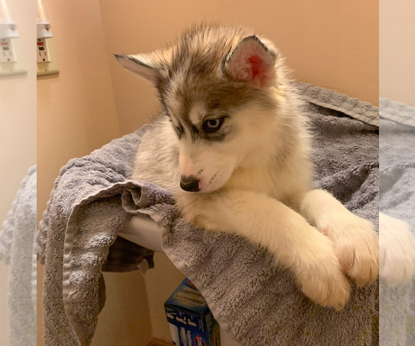 Medium Photo #5 Siberian Husky Puppy For Sale in TRIMBLE, MO, USA