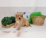 Puppy 6 Labradoodle