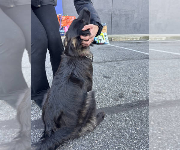 Medium Photo #2 Colonial Cocker Spaniel Puppy For Sale in Brooklyn, NY, USA