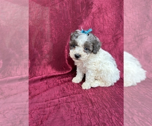Medium Photo #3 Poodle (Miniature) Puppy For Sale in SPARTA, KY, USA