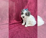 Small Photo #3 Poodle (Miniature) Puppy For Sale in SPARTA, KY, USA
