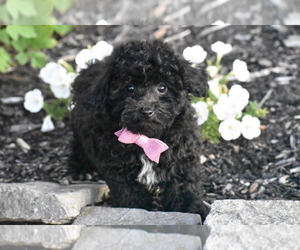 Bichpoo Puppy for sale in ELDORADO, OH, USA