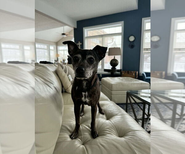 Medium Photo #1 Italian Greyhound-Unknown Mix Puppy For Sale in Aurora, IN, USA