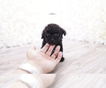 Small Photo #3 Poodle (Toy) Puppy For Sale in FULLERTON, CA, USA