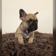 French Bulldog Puppy for sale in SANFORD, NC, USA