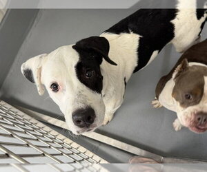 Labrador Retriever Dogs for adoption in Ocala, FL, USA