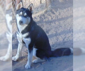 Myra - Female Siberian Husky Dog for Adoption - Photo #5