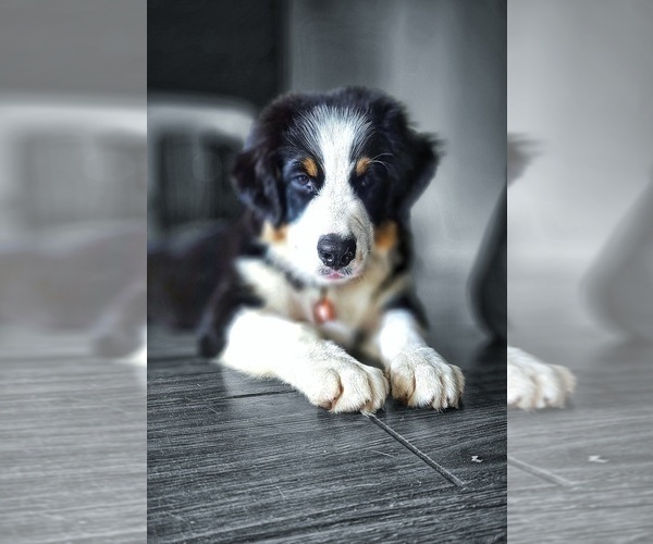 Medium Photo #3 Australian Shepherd Puppy For Sale in CLEARWATER, FL, USA