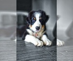 Small #2 Australian Shepherd