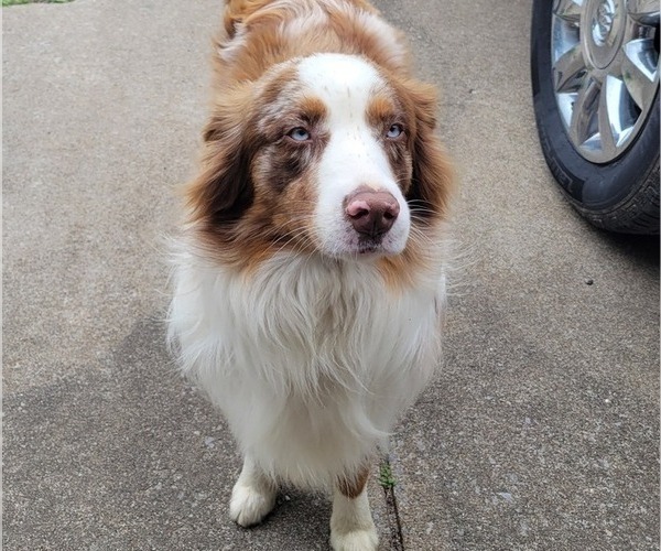 Medium Photo #1 Australian Shepherd Puppy For Sale in OAK RIDGE, MO, USA