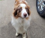 Small Photo #1 Australian Shepherd Puppy For Sale in OAK RIDGE, MO, USA