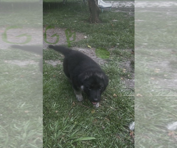 Medium Photo #2 German Shepherd Dog Puppy For Sale in SWANSBORO, NC, USA