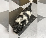 Small Photo #10 Maltipoo Puppy For Sale in JASPER, GA, USA