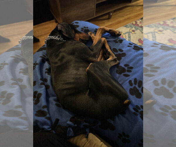 Medium Photo #5 Doberman Pinscher Puppy For Sale in Minneaoplis, MN, USA