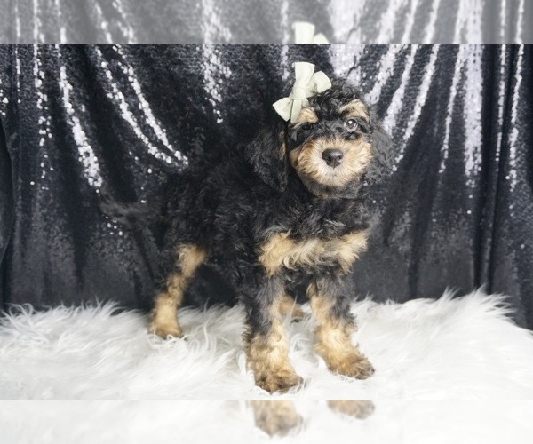 Medium Photo #70 Goldendoodle (Miniature) Puppy For Sale in WARSAW, IN, USA