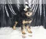 Small #3 Goldendoodle (Miniature)