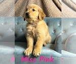 Puppy Miss Pink Golden Retriever
