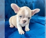 Small Photo #10 French Bulldog Puppy For Sale in JERSEY CITY, NJ, USA
