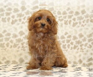 Cavapoo Puppy for sale in DENVER, PA, USA