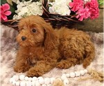 Small #7 Cavapoo