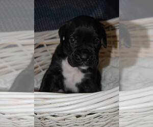 Boxer Puppy for sale in CARROLLWOOD, FL, USA