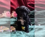 Small #3 Goldendoodle mix (+ Poodle Miniature)