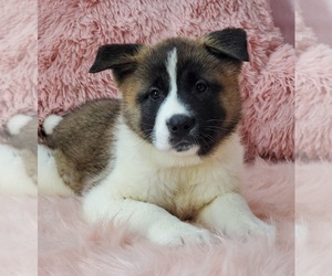 Akita Puppy for sale in WARREN, MA, USA