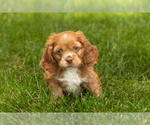 Puppy Oliver Cocker Spaniel