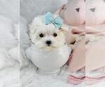 Puppy Teacup Puppy 2 Maltese