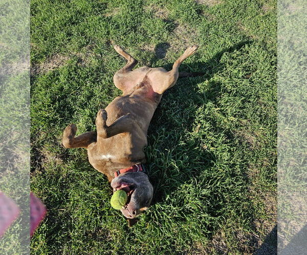 Medium Photo #9 Labrador Retriever-Staffordshire Bull Terrier Mix Puppy For Sale in Chico, CA, USA