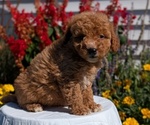 Small #3 Goldendoodle (Miniature)