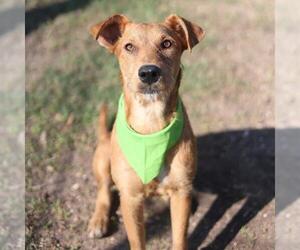 Mutt Dogs for adoption in San Antonio, TX, USA
